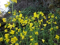 cantara piccole gole19022012 070